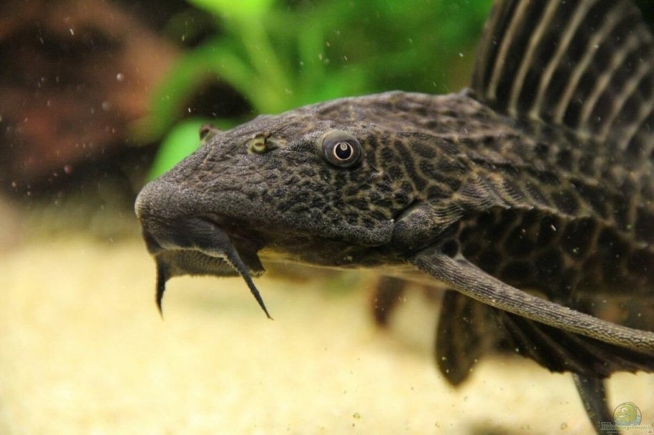 Аквариум для веслоноса