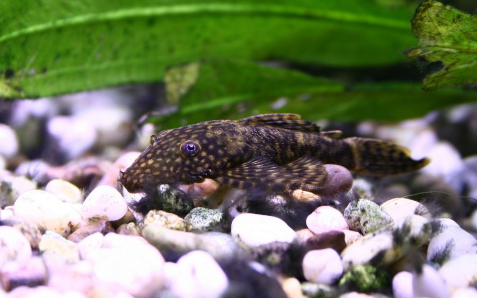 Плекостомус парчовый