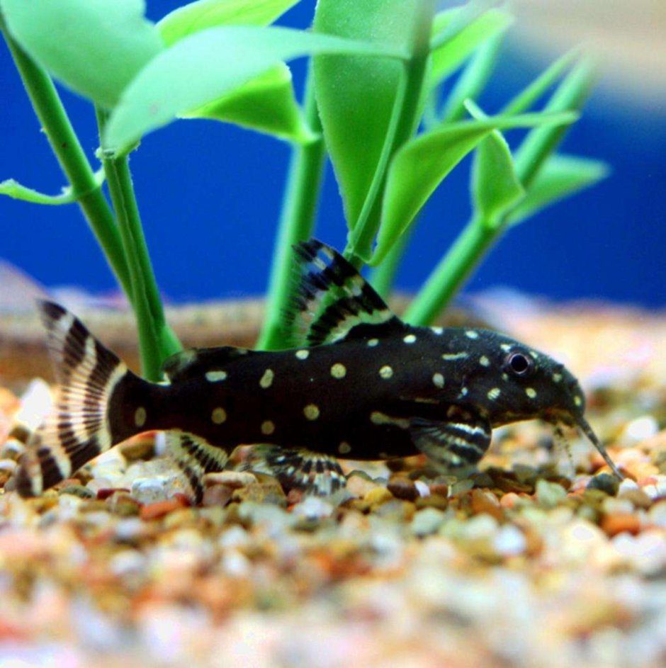 Сомик агамикс