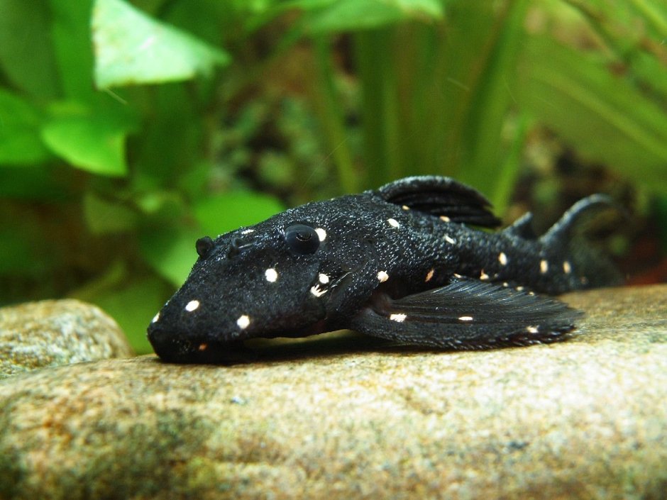 Астронотус тигровый Оскар