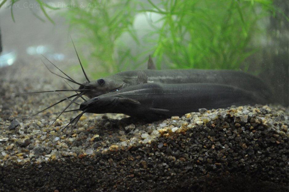 Аквариумные рыбки сомики черные