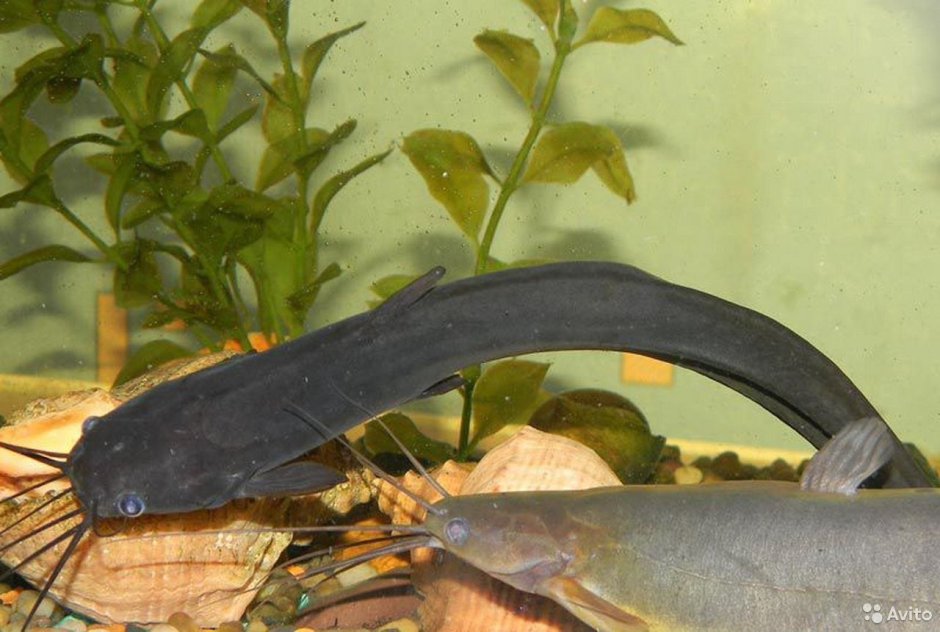 Черный багрус сом перевертыш