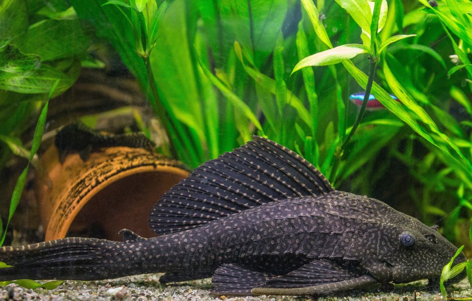 Сом номерной l 260