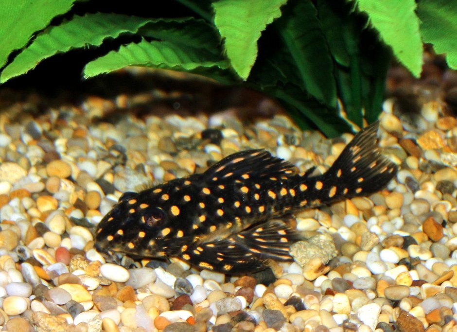 Синодонтис Далматин