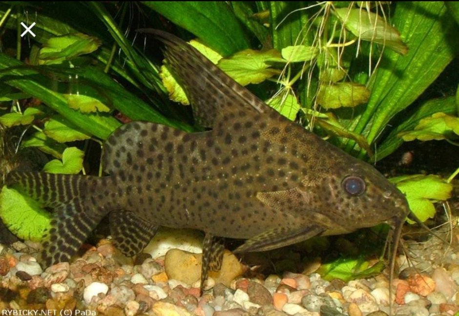 Синодонтис эуптерус