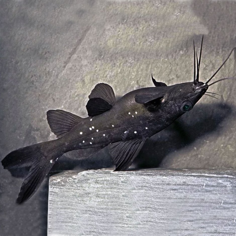 Гипанциструс l201