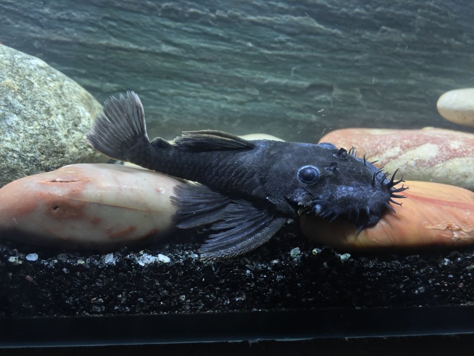 Сом мешкожаберный аквариумный