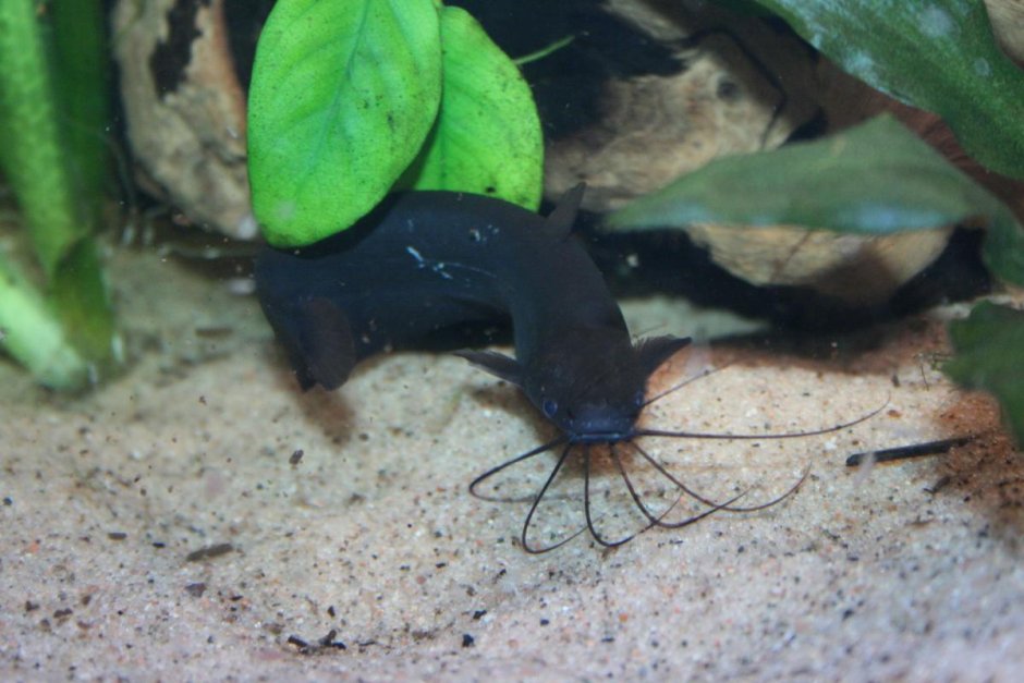 Аквариумные рыбки сомики черные