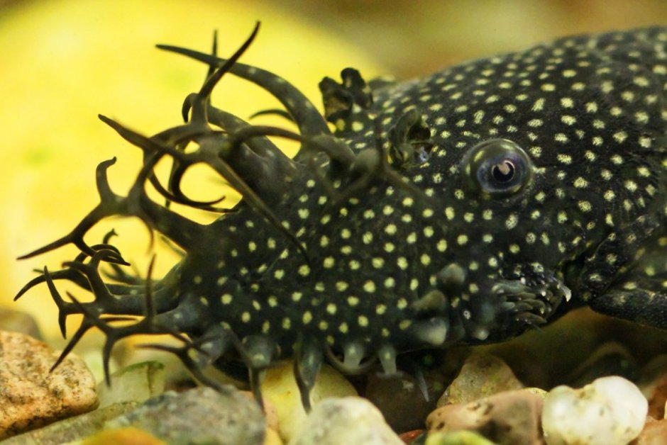 Анциструс тигровый