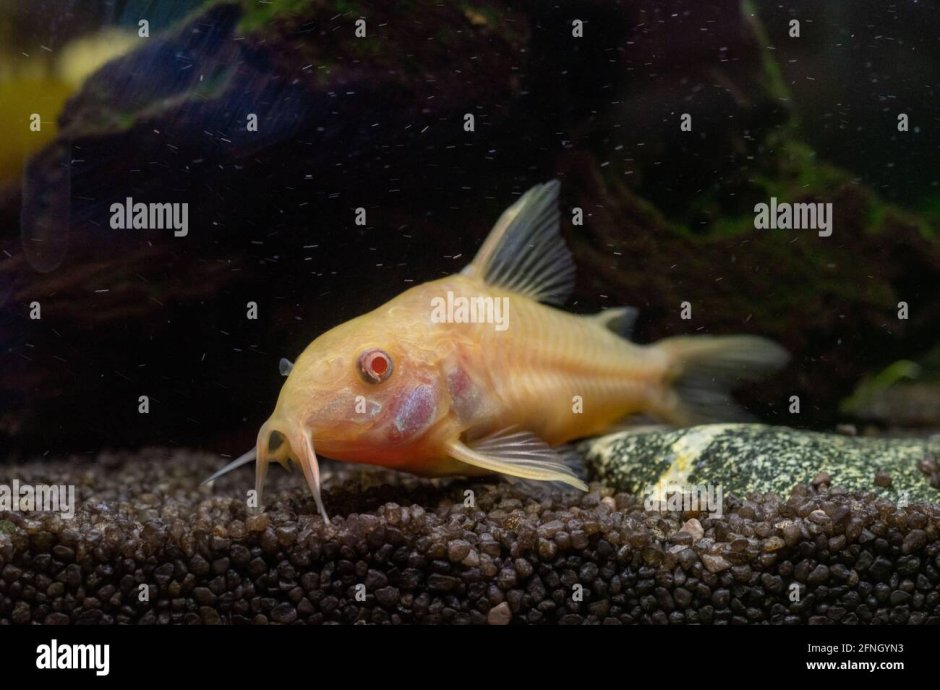 Псевдоскат Гастромизон