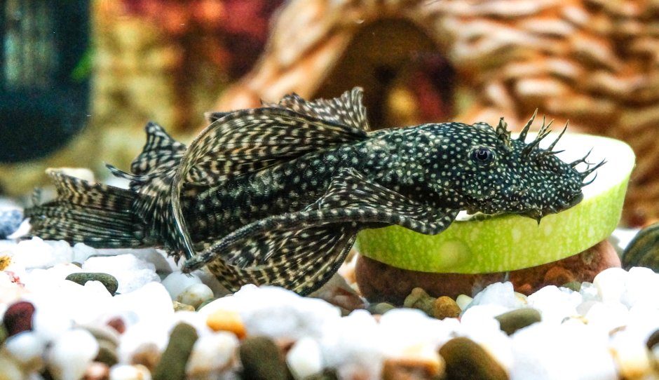 Анциструс вуалевый