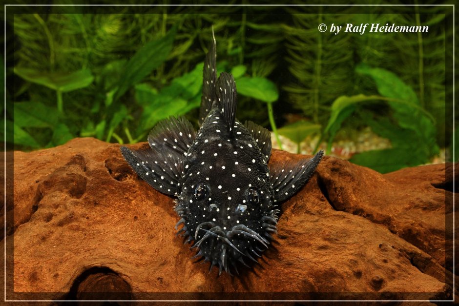 Анциструс l181