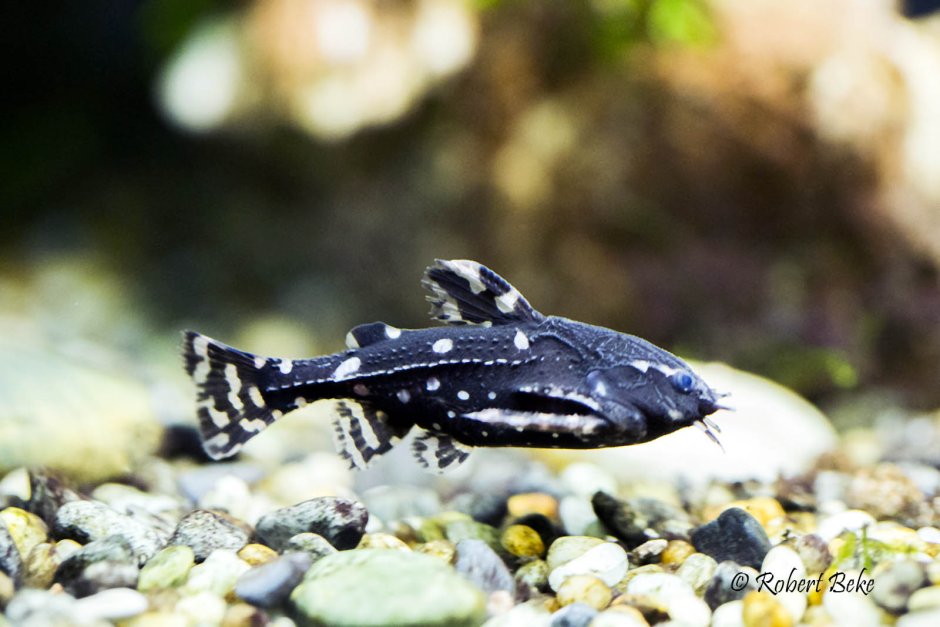 Черный сомик аквариумный