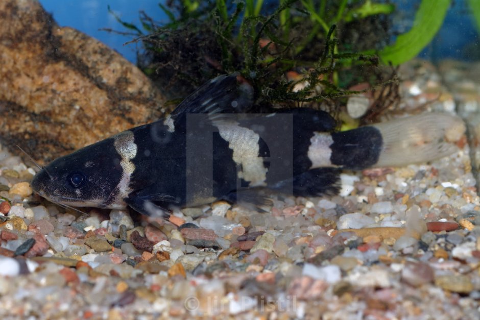 Аквариумная рыбка анциструс