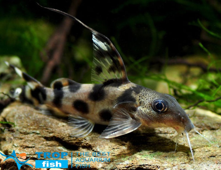 Сом синодонтис Далматин