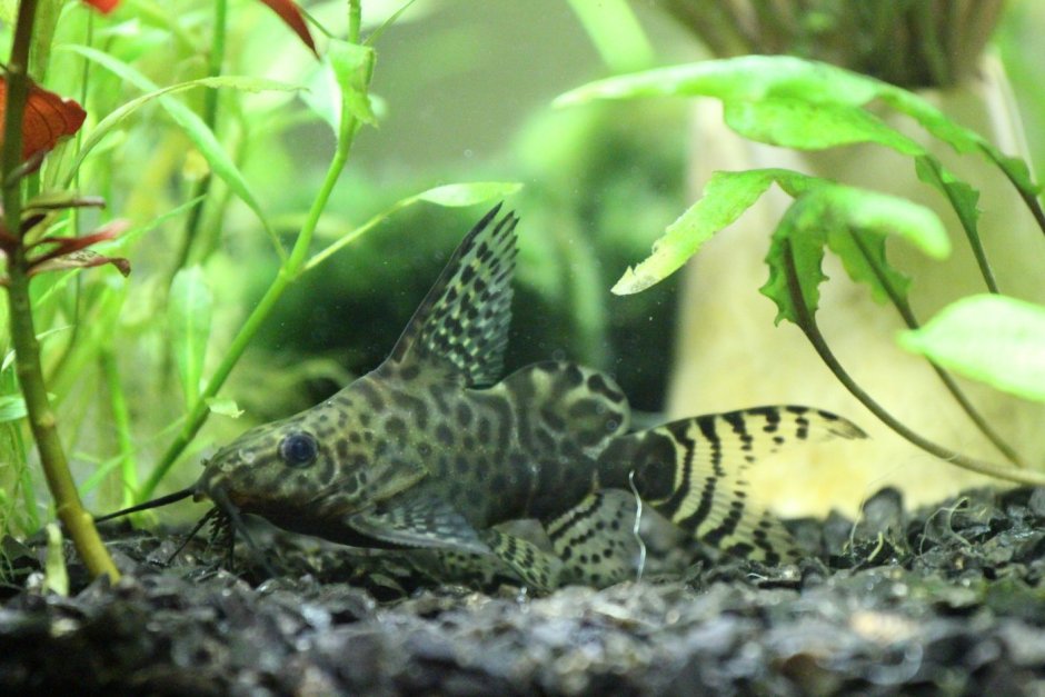 Кто у аквариумных сомиков выносит яйца