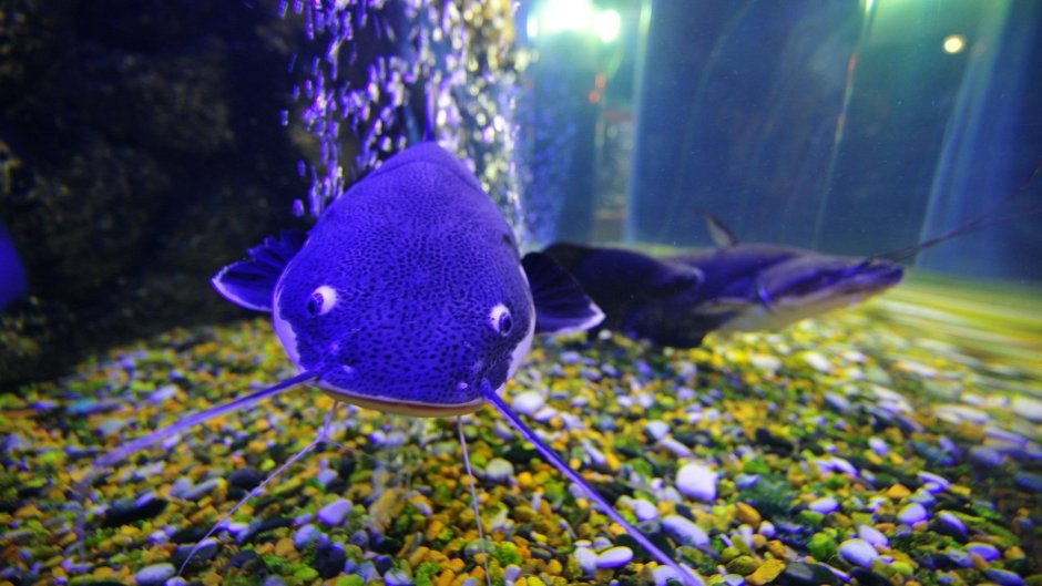 Мешкожаберный сом