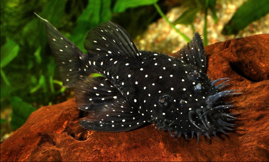 Сомик звездчатый анциструс