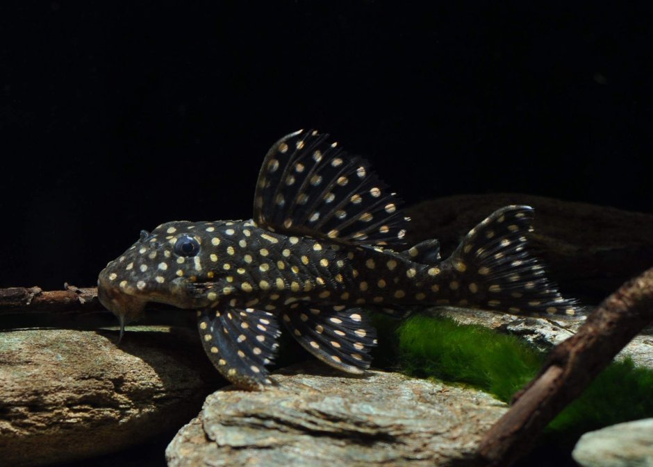 Синодонтис аквариумная рыбка