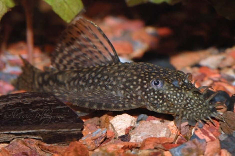 Анциструс (сомик)