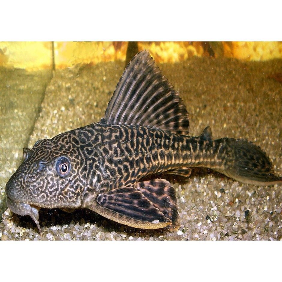 Рыбка сомик анциструс
