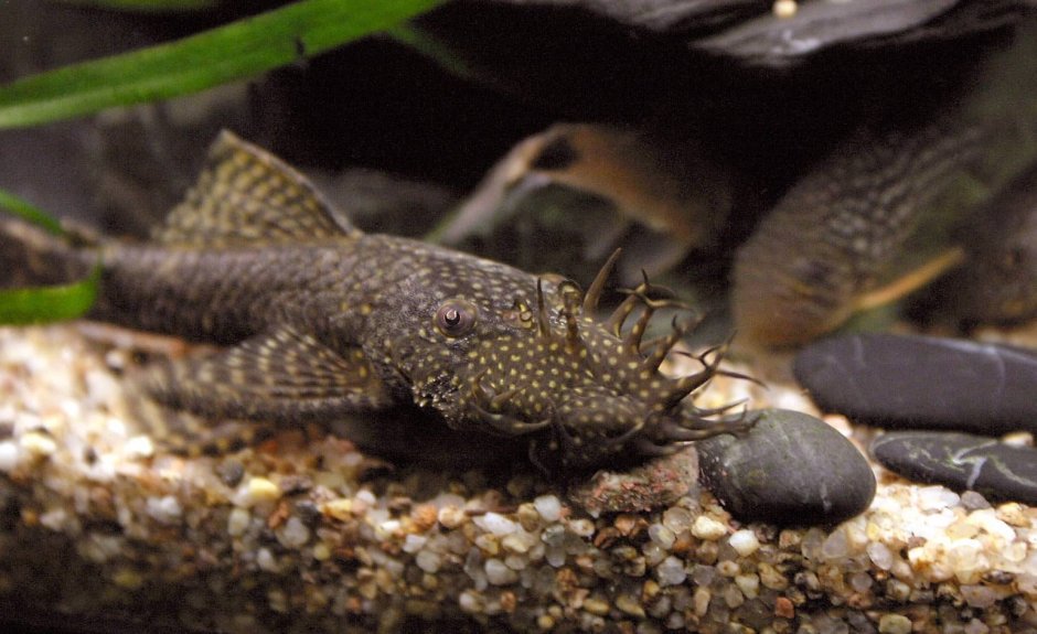 Сом синодонтис Далматин