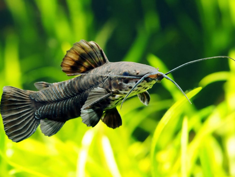 Сом анциструс самка