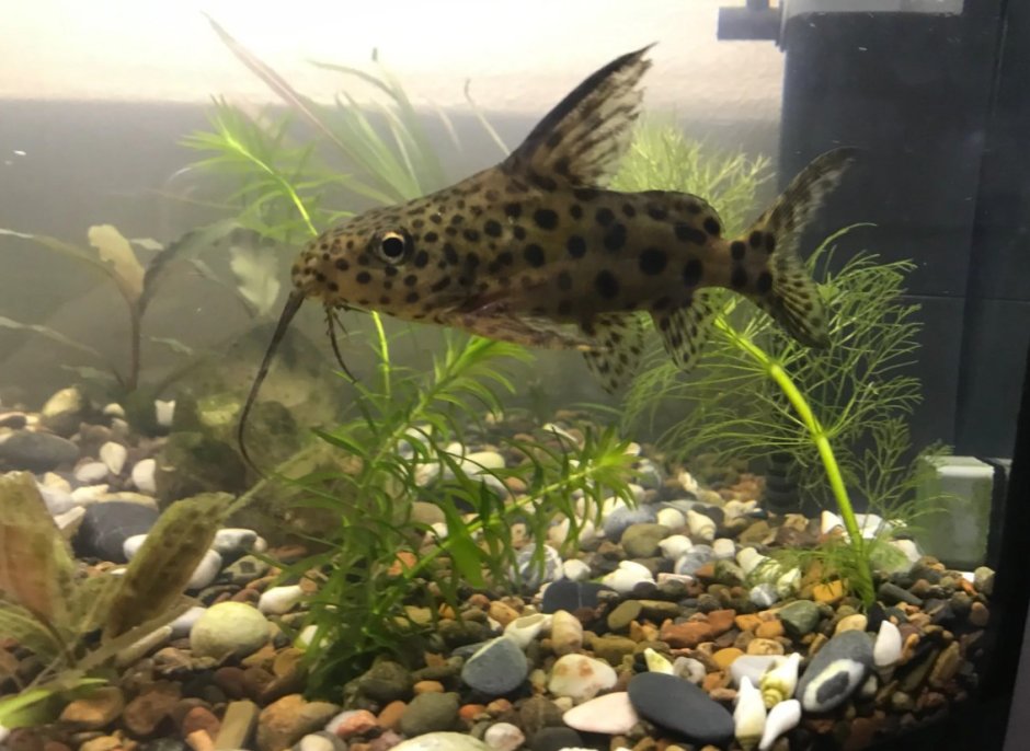 Фрактоцефалус краснохвостый