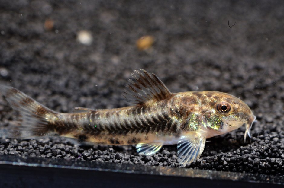 Сомик таракатум альбинос