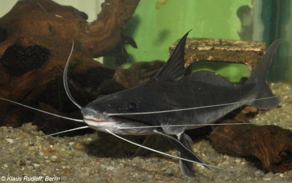 Сомик Лорикария