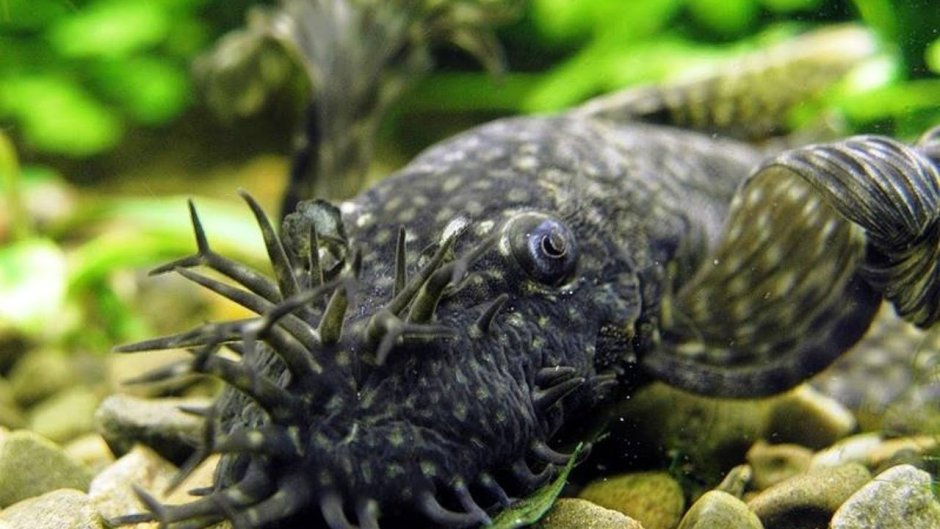 Таракатум золотой