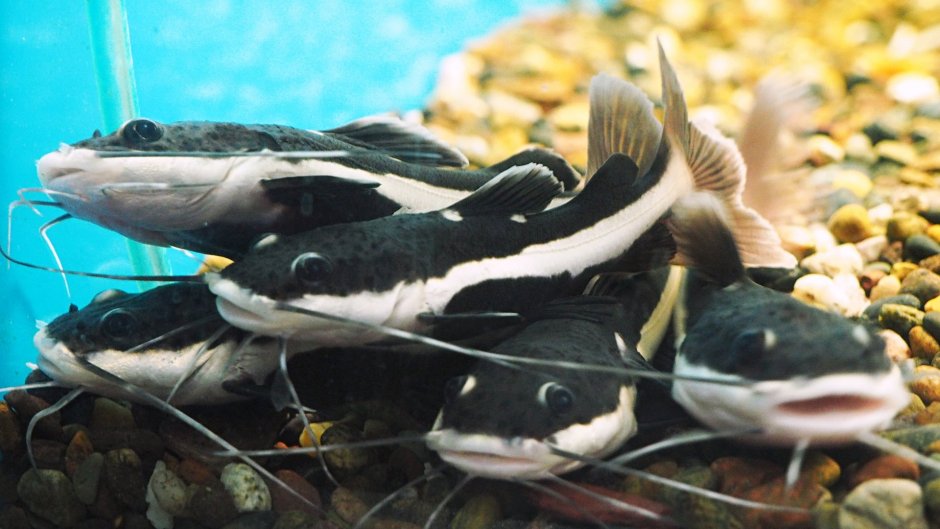 Крапчатый сомик