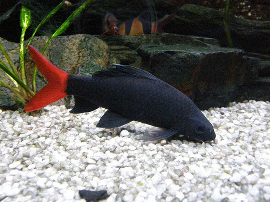 Сомик прилипала анциструс