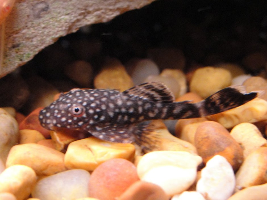 Анциструс крапчатый