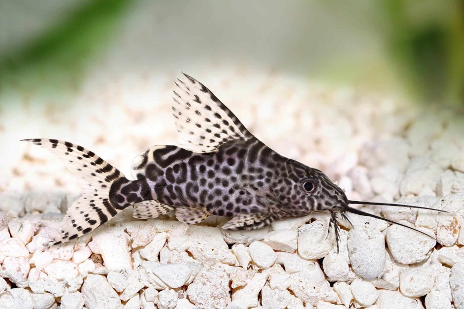 Коридорас Штерба Corydoras sterbai