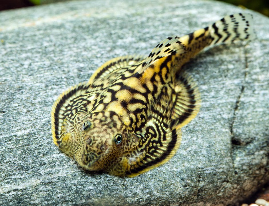 Анциструс Боливийский