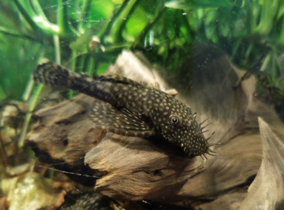 Синодонтис эуптерус