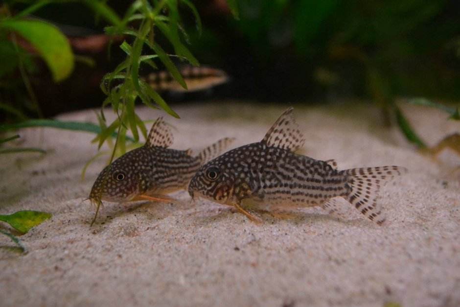 Лабео двухцветный биколор