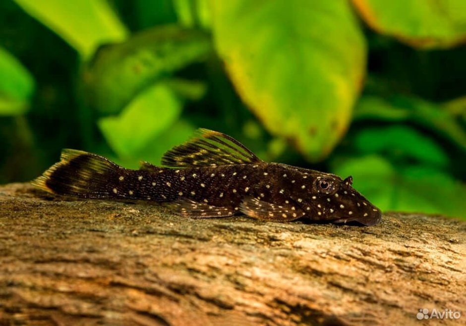 Сомик таракатум аквариумная рыбка