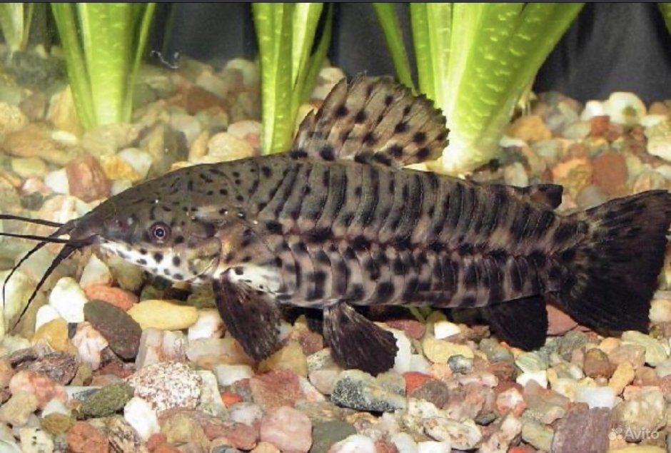 Тигровый сомик