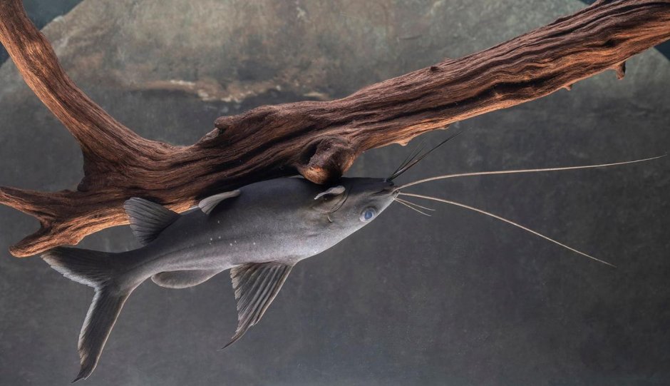 Сомик Плекостомус