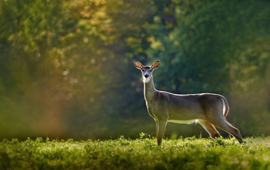 Лань фото животное
