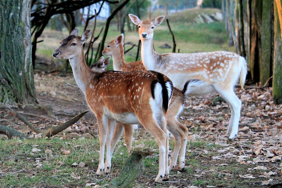 Олень Лань косуля