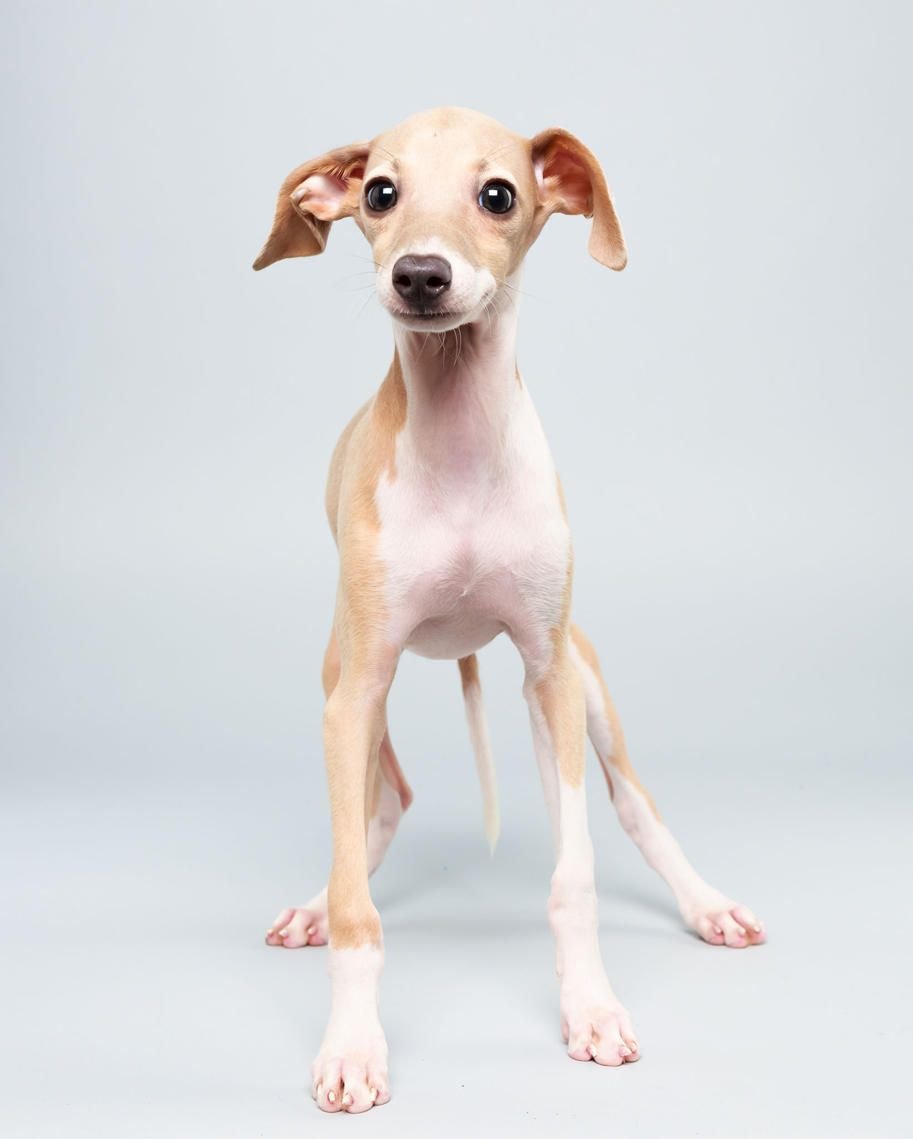 Грейхаунд рядом с человеком