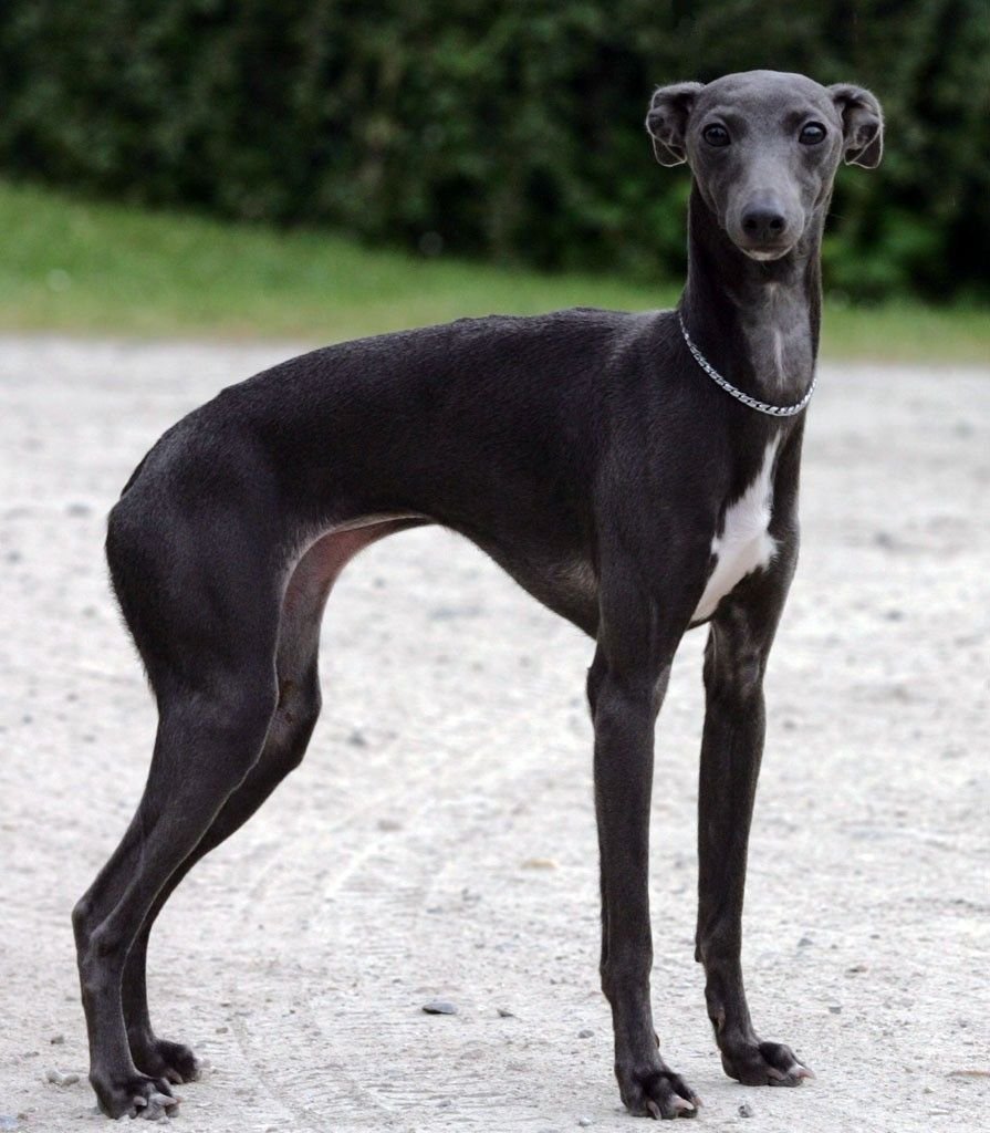 Собака Левретка-итальяно