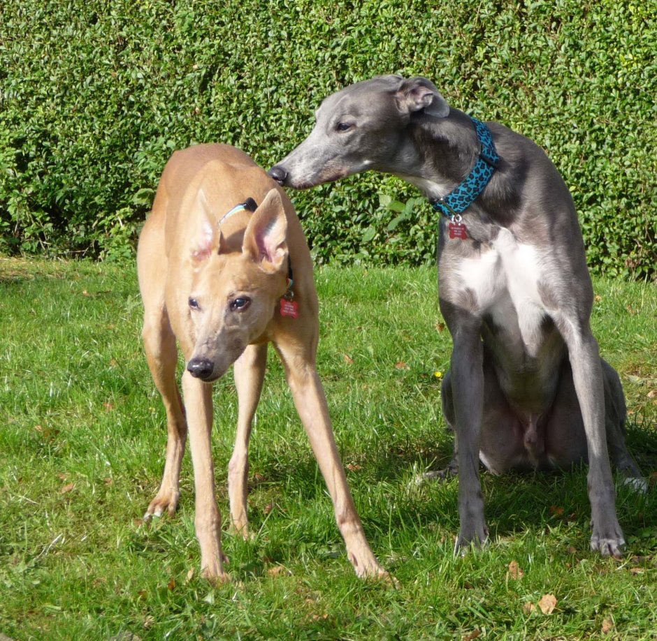 Грейхаунд с человеком