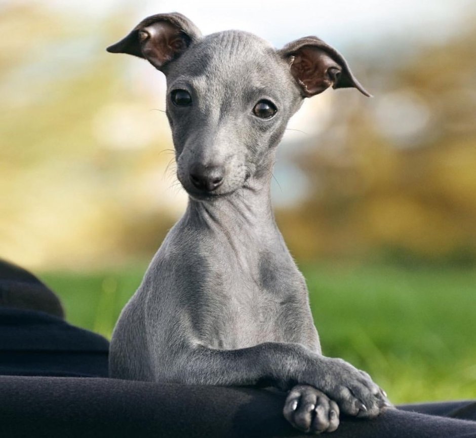 Гончая Левретка