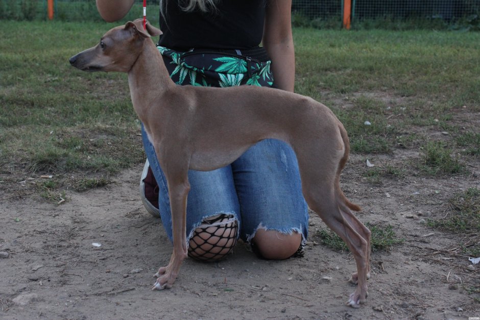 Золотистый Грейхаунд