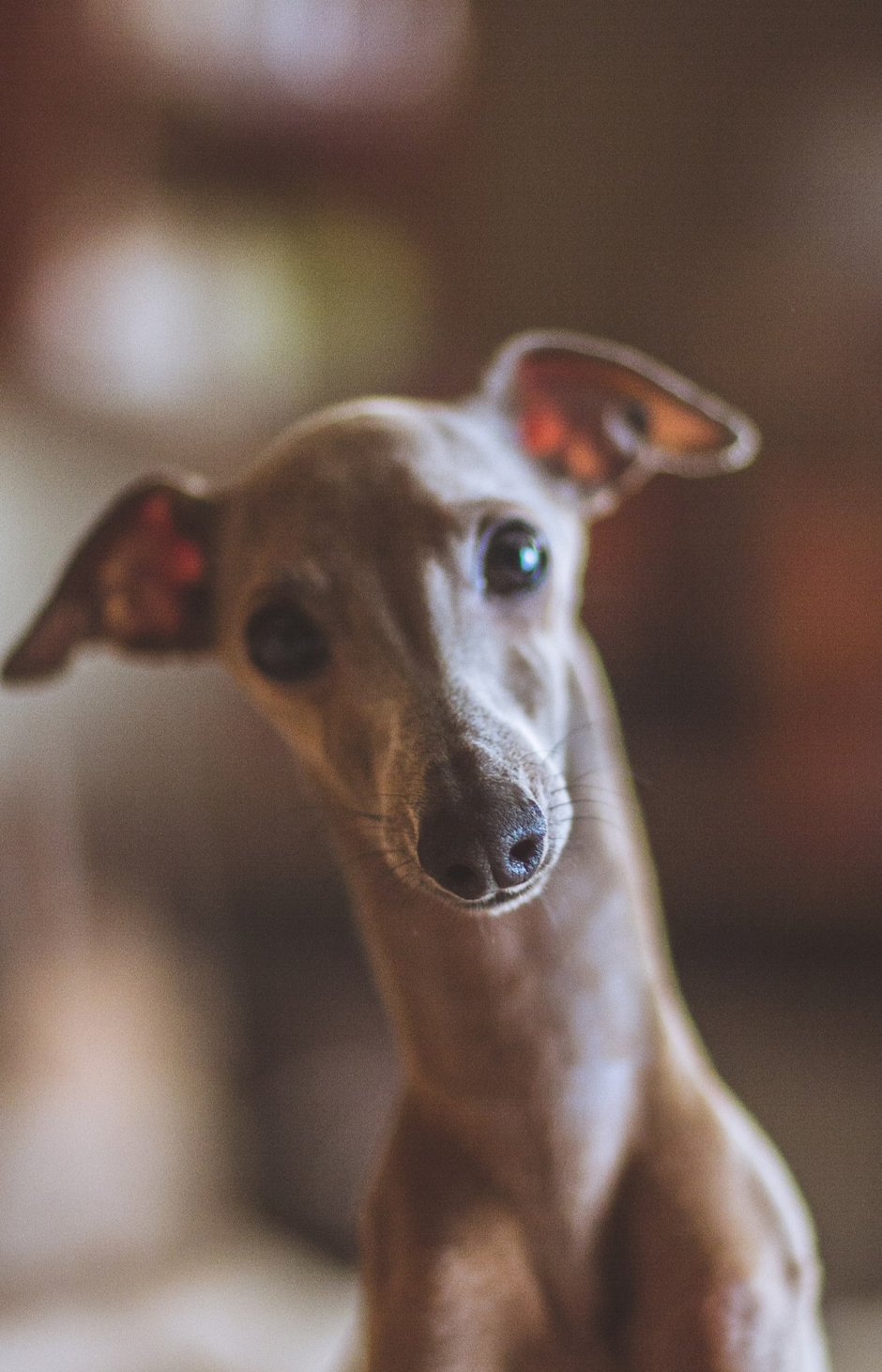 Левретка Бэмби