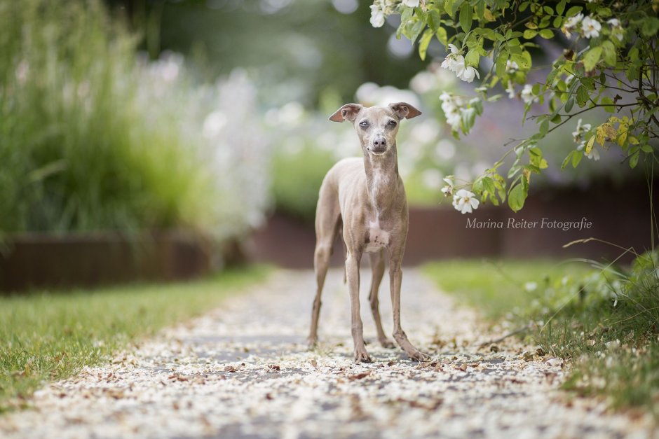 Бордер Уиппет